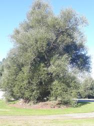 Salix alba. Form of mature tree.
 Image: D. Glenny © Landcare Research 2020 CC BY 4.0